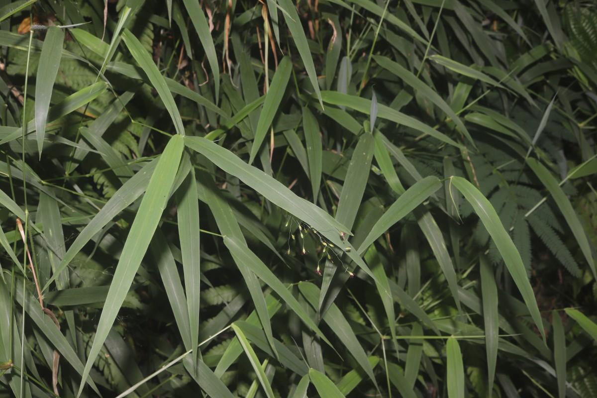 Panicum trichocladum Hack. ex K.Schum.